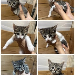 ６匹の猫の里親募集🐈