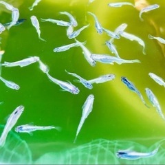 (きまりました)ミックスメダカ白ラメ20匹⑥の画像