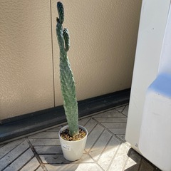 サボテンの画像