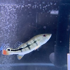 キクラ メラニアエの画像