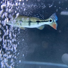 キクラ メラニアエの画像