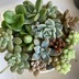 ランキングキーワードに紐づく投稿画像-多肉植物