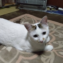 代理投稿 白ミケ 里親募集中