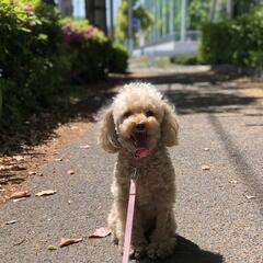 プードル