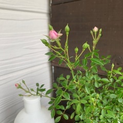 薔薇　花恋⭐️