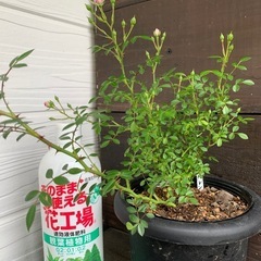 薔薇　花恋の画像