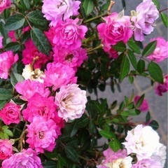 薔薇　花恋の画像
