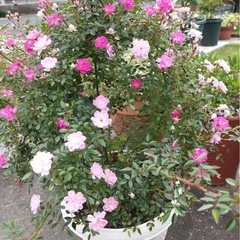 薔薇　花恋の画像