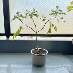 カレーリーフ (鉢植え
)