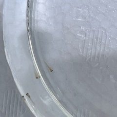 ＭＩＸメダカ針子　5匹　めだか