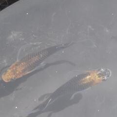 めだか　メダカ　煌スワロー　1P