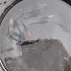 めだか　メダカ　煌スワロー　1Pの画像
