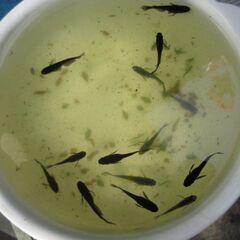 メダカ差し上げます　　39回目　ブラックダイヤヒレナガ