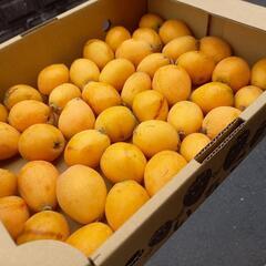びわ　1.5kg　採れたて