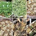 ランキングキーワードに紐づく投稿画像-多肉植物