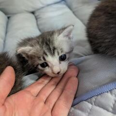 子猫