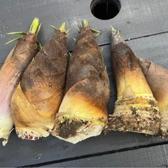 タケノコ(大) 糠付き