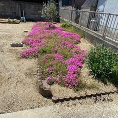 芝桜　ダニエルクッションの画像