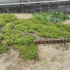 芝桜　ダニエルクッションの画像