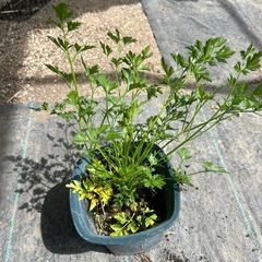 イタリアンパセリの苗の画像