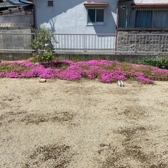 芝桜　ダニエルクッション　の画像