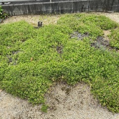 芝桜　ダニエルクッション　の画像