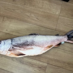 魚　クッション