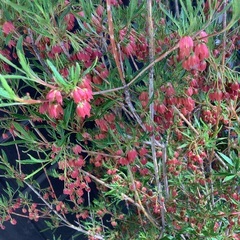 柳葉ドウダンツツジ　鉢植え　の画像