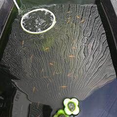 メダカ　雑種