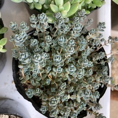 多肉植物　ダシフィルム