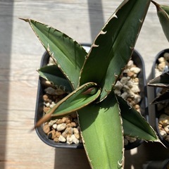 アガベ　オテロイ　チタノタドワーフ　3株セット　鉢ごとの画像