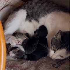 生まれたばかり　4匹の子猫