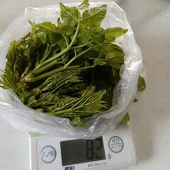 タラの芽　無農薬　今年最後です。