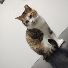 大人しい三毛猫さん