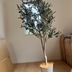 ランキングキーワードに紐づく投稿画像-観葉植物