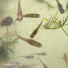 自宅繁殖のめだか10匹まで