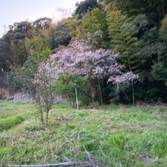裏の竹藪付き広〜い敷地貸し出します！行橋市の田舎の土地★川でホタ...