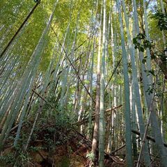 自由に使える3000㎡以上の広〜い土地（裏山の竹藪合わせて）敷地貸し出します！行橋市の田舎の土地★前の川でホタルの養殖しています - 行橋市