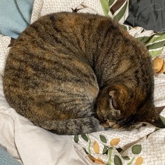 猫ともの会🐱