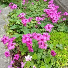 ピンクの花 グランドカバー オキザリス