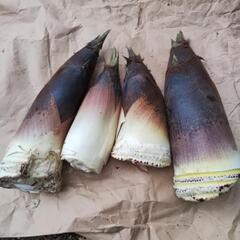 本日中のみ　掘りたて　タケノコ　複数セット