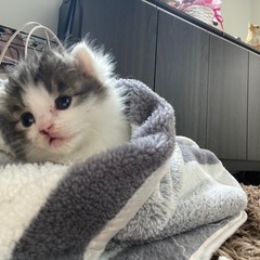 生後二週間の子猫🌻一旦募集を停止してます - 猫