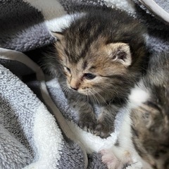 生後二週間の子猫🌻