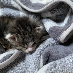 生後二週間の子猫🌻一旦募集を停止してます - 能代市