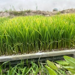 新潟県産　コシヒカリの稲の苗