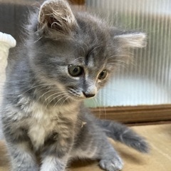 ちょいふわグレーの男の子😺