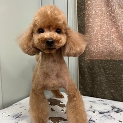 ブリード卒業わんちゃん（トイプードル）