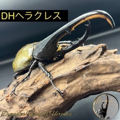 【新成虫】DHヘラクレス♂単127mm/ ※送料事前連絡にて変更...
