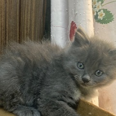 ふわふわグレーの女の子🐱 - 広島市