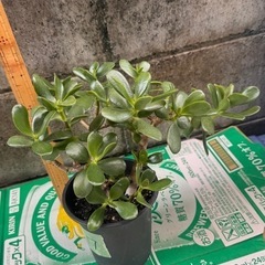 金の成る木　観葉植物の画像